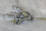 Pyrite Replaced Crinoid (Dendocrinus) - Middleport, New York #175625-2